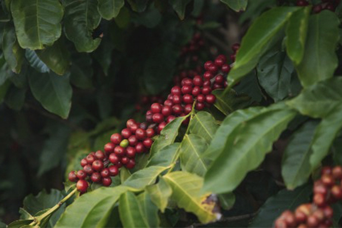 Two Chimps Coffee Beans on the Tree